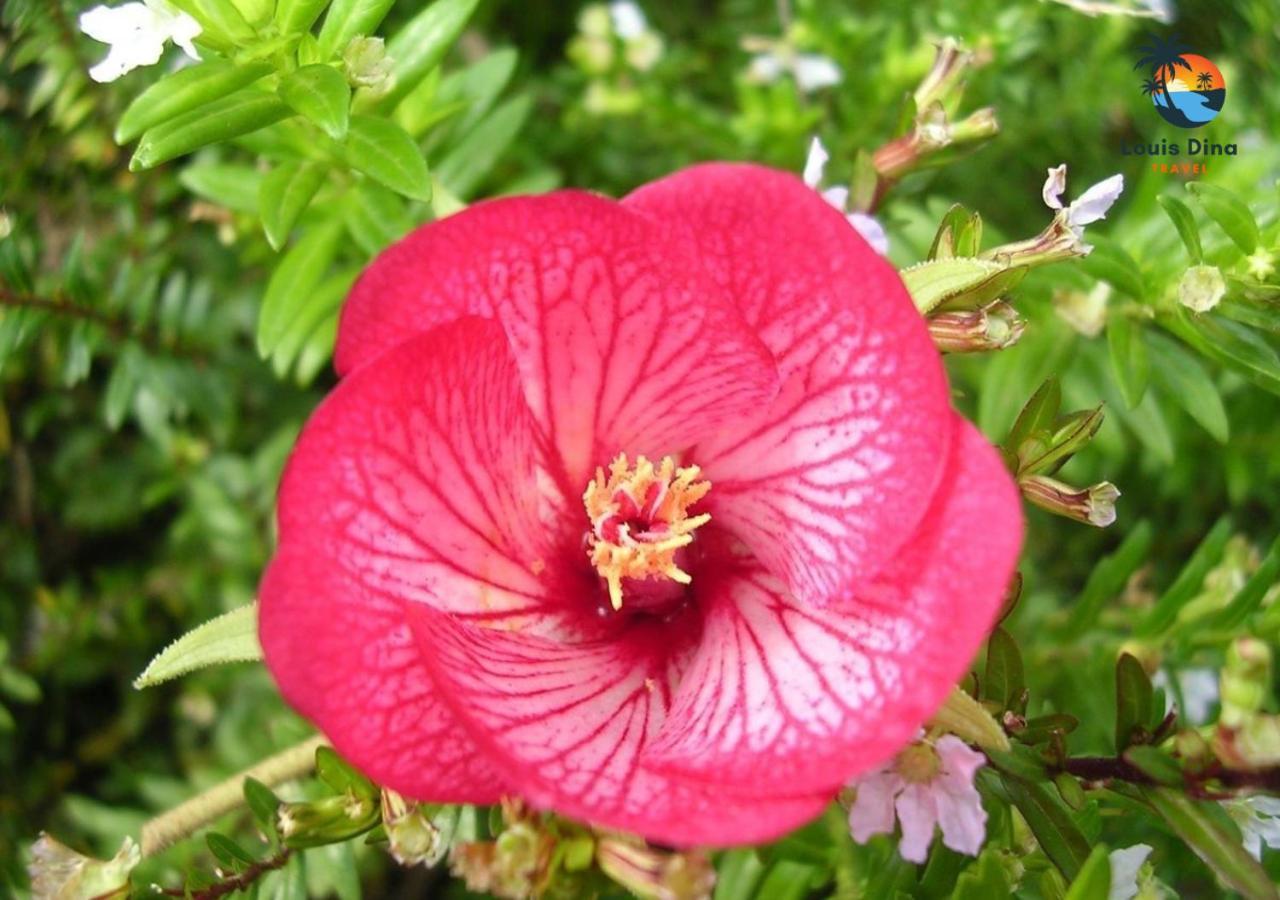 Les Aigrettes Retreat 2 Bedroom Paradise Flic En Flac Mauritius מראה חיצוני תמונה
